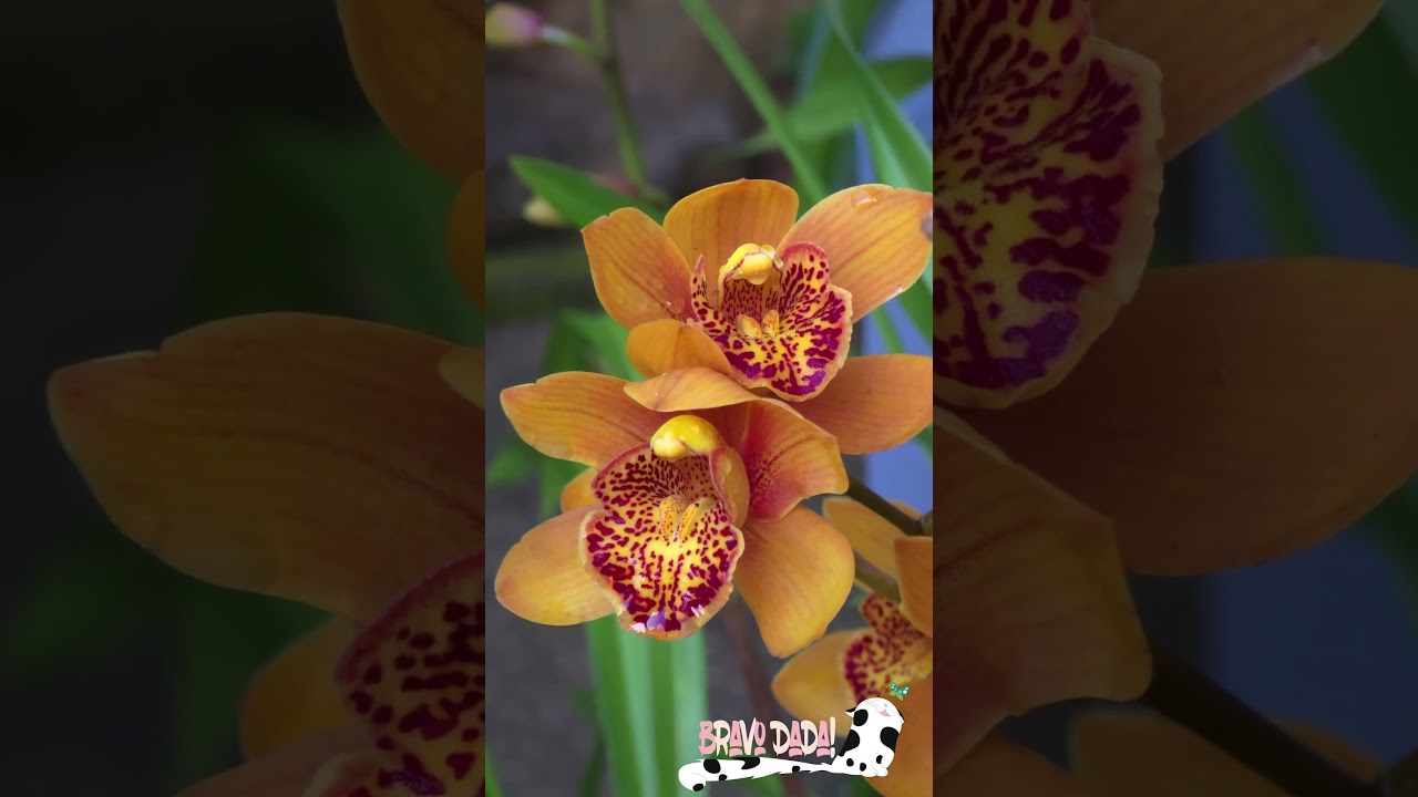 Orange Cymbidium Orchids - Fascinating Orchid Flowers - Bravo Dada! 