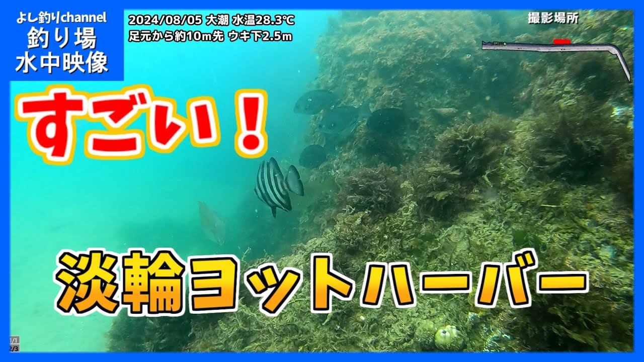 【すごい！】お魚増えてる！大阪の釣り場「淡輪ヨットハーバー」2024年8月 夏の水中映像  No.392
