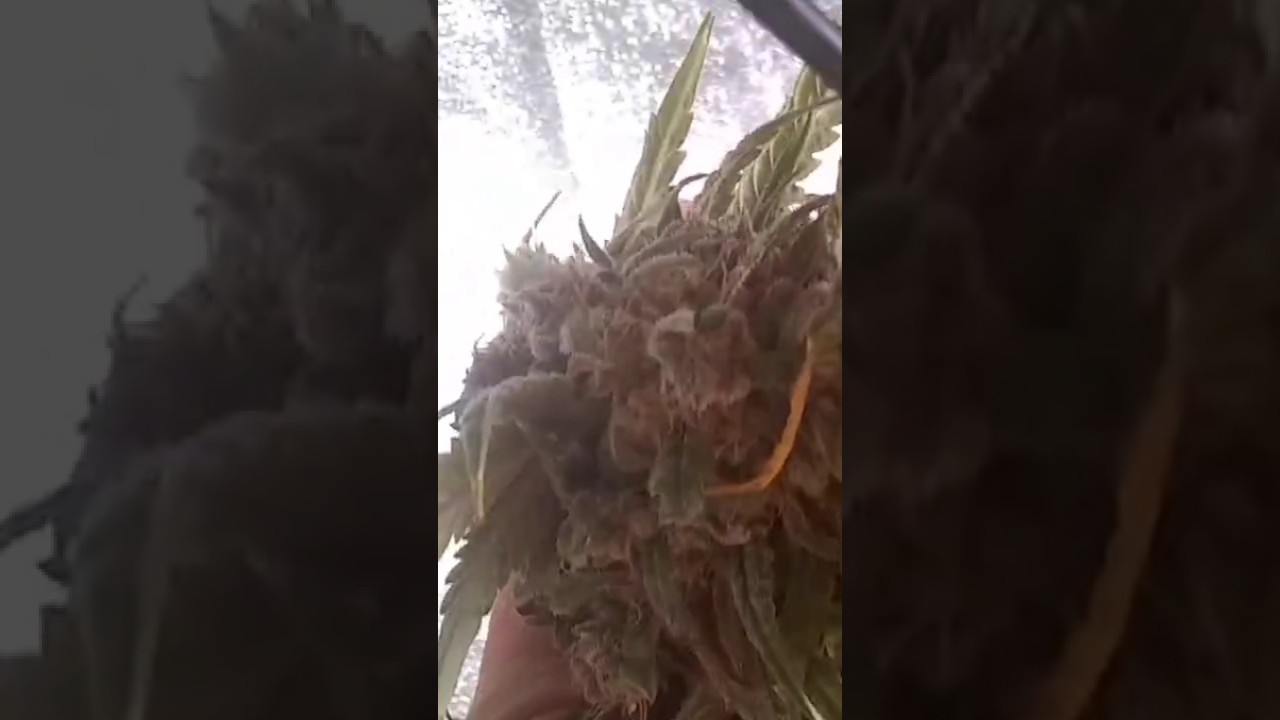 BIGGEST TOP COLA IVE GROWN AND SEEN INDOOR ON YOUTUBE BIGGER THAN MY ARM HAD TO BE HELD UP 132GRAMS