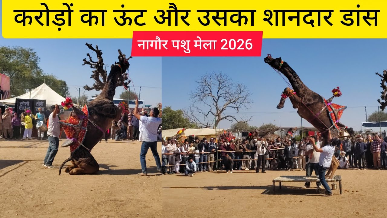 करोड़ों का ऊंट और उसका शानदार डांस ! नागौर मेले की शान। Nagaur Pashu Mela 2026 नागौर पशु मेला 2026 