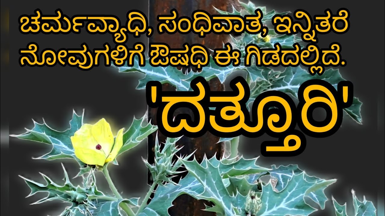 'ದತ್ತೂರಿ'||Argemone