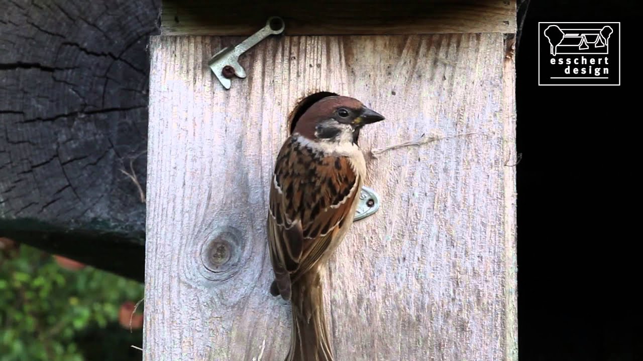 Bird houses