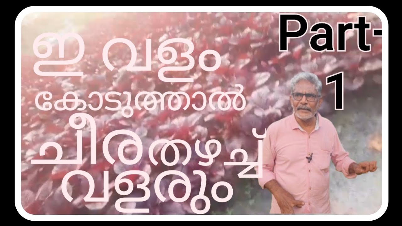 Part-1ഇ വളം കോടുത്താൽചീര തഴച്ച് വളരും#farming #afsalvlog #food #love 