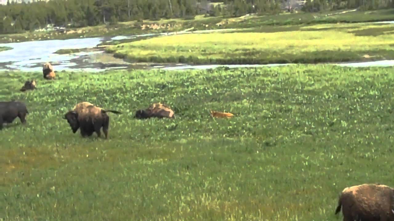 Large Ungulates Enjoying A Riparian Zone