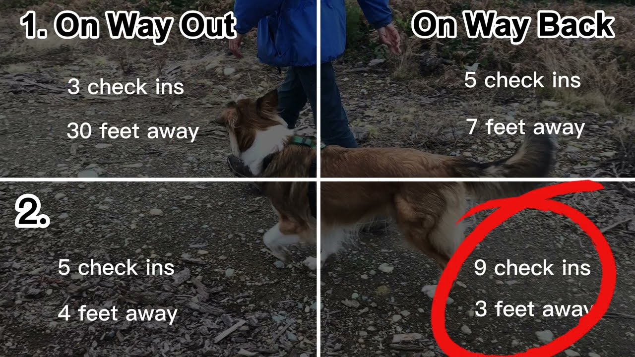 4 Easy Ways to Teach Your Dog to Stay Close! for Leashed and Off Leash Walks (No cues needed!)