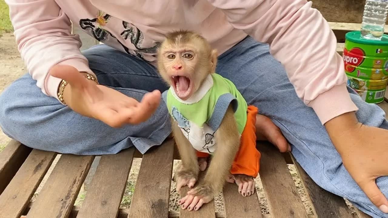 DAM Showing His Huge Yawn After Mom Feeding Milk