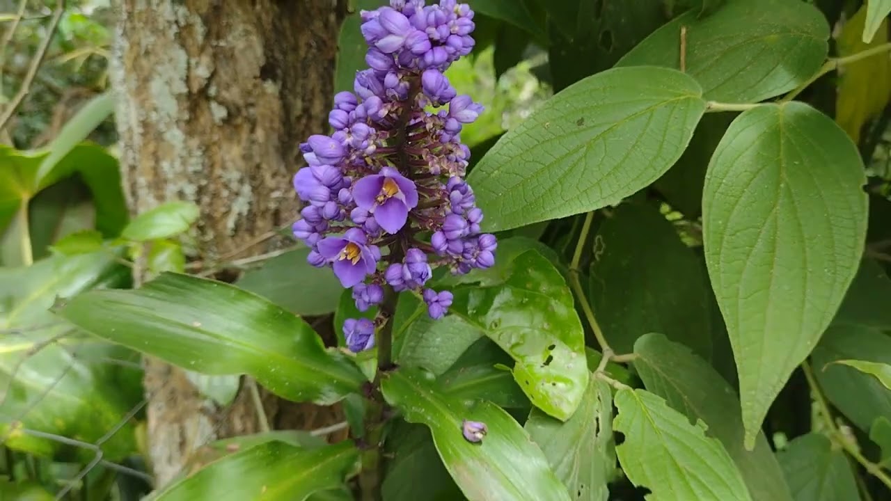 Gengibre Azul