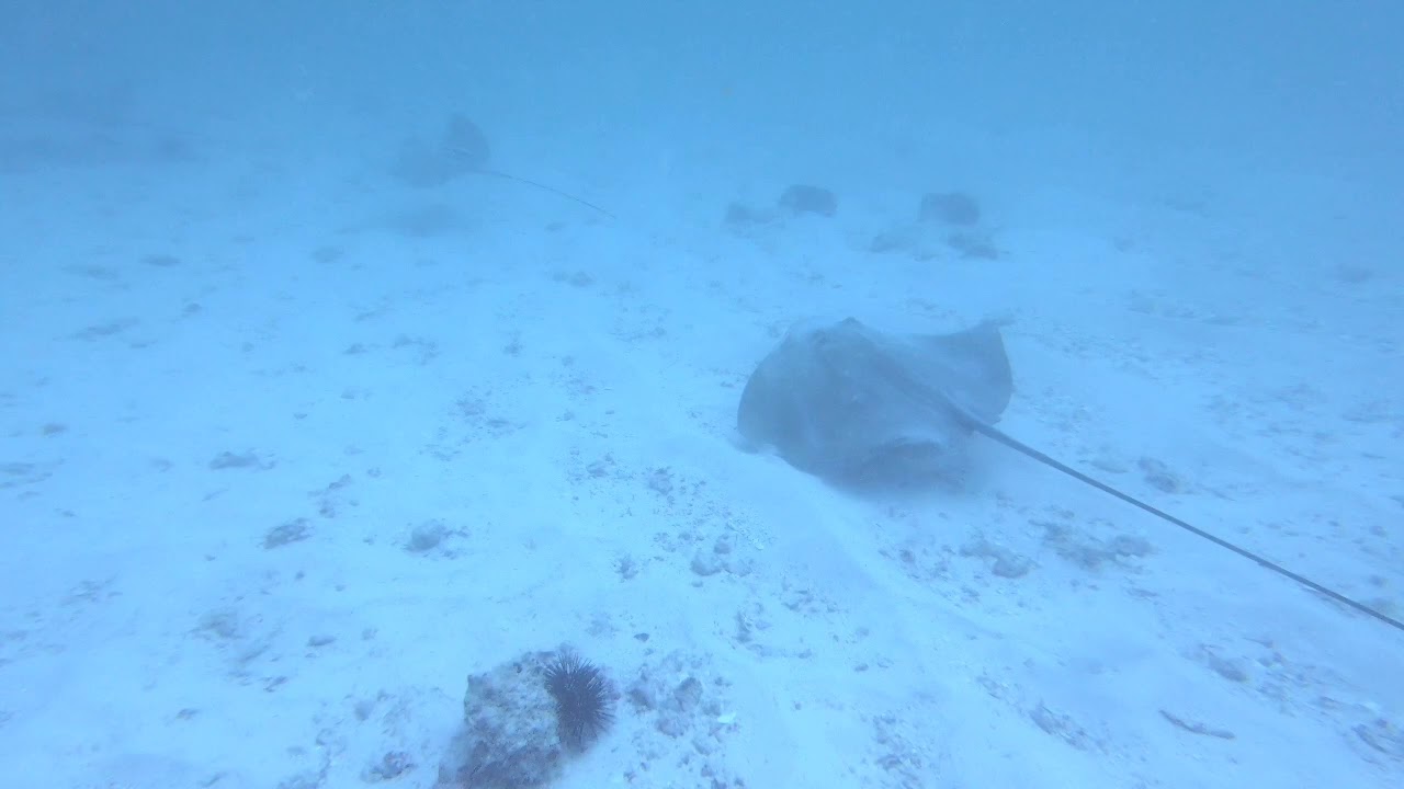 Diving in the seychelles
