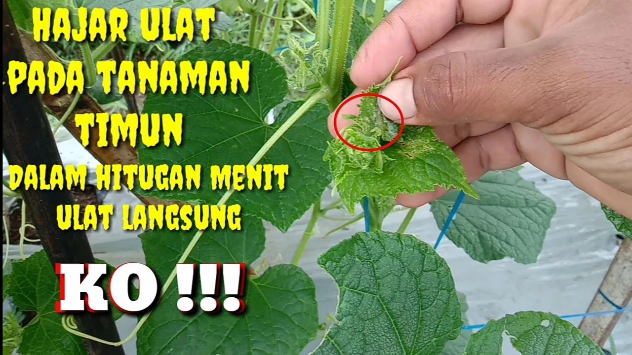Cara Mengatasi Ulat Pada Tanaman Timun New Metavi F1