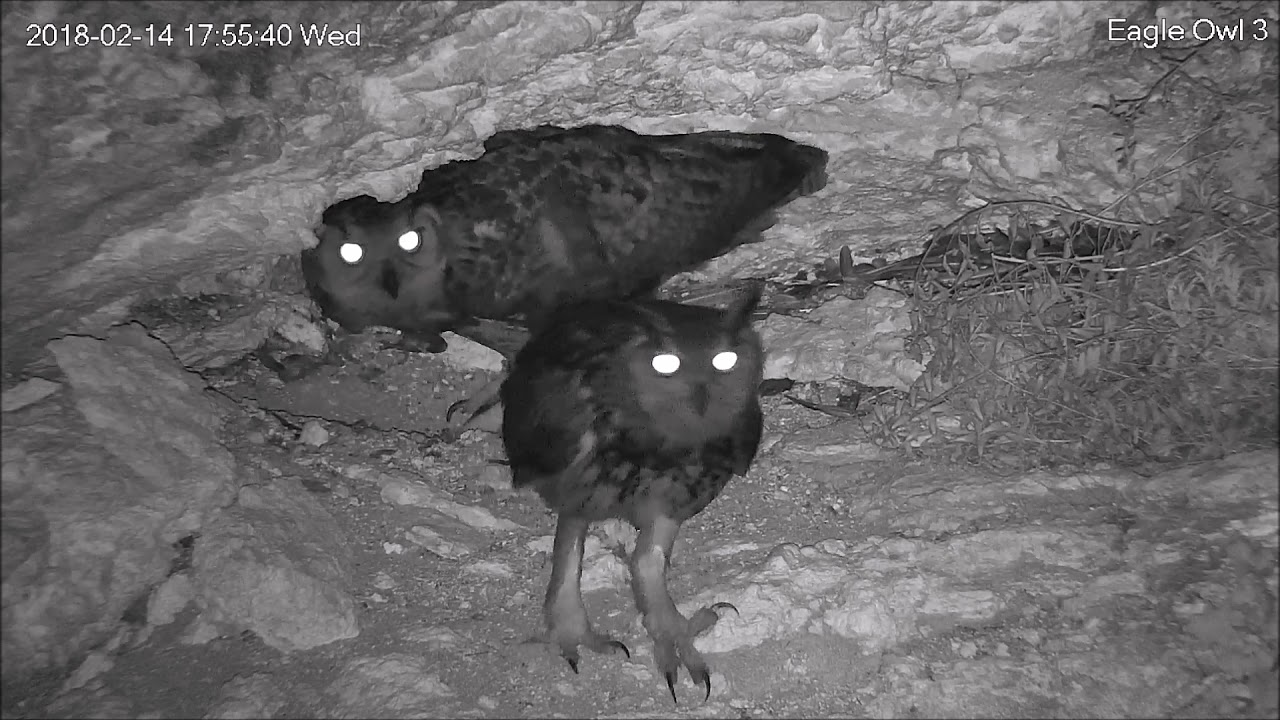 פספוסים - Israel Raptor Nest Cam