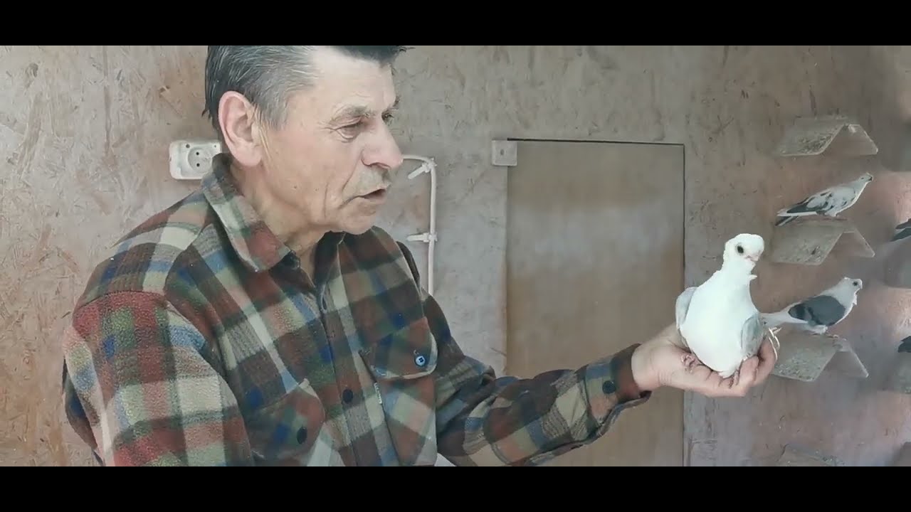 Zbigniew Łoboda - Mewka Polska - Prezentacja Gołębi Ozdobnych Krótkodziób.