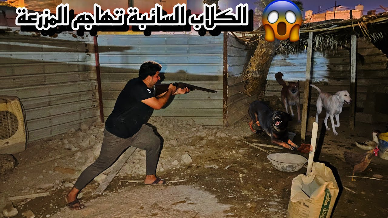 هجوم مرعب على المزرعة😱بس ياخسارة⁉️