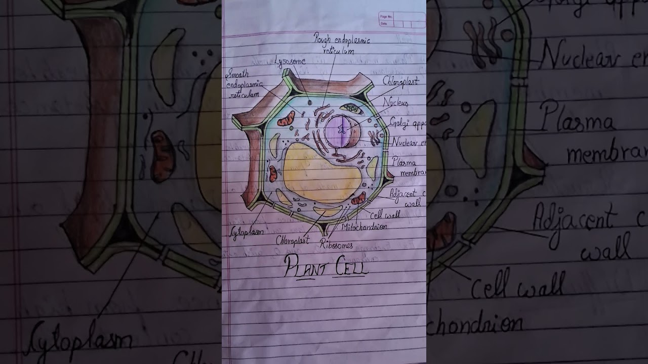 Class 9 