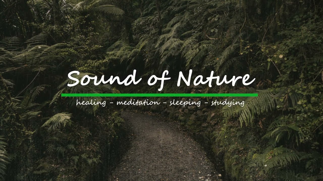 Soothing Storm: Find Comfort in the Embrace of Rain and Thunder in the Forest for Sleep