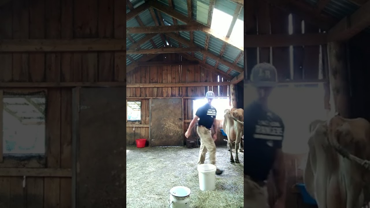 How to Milk a Kicking Cow