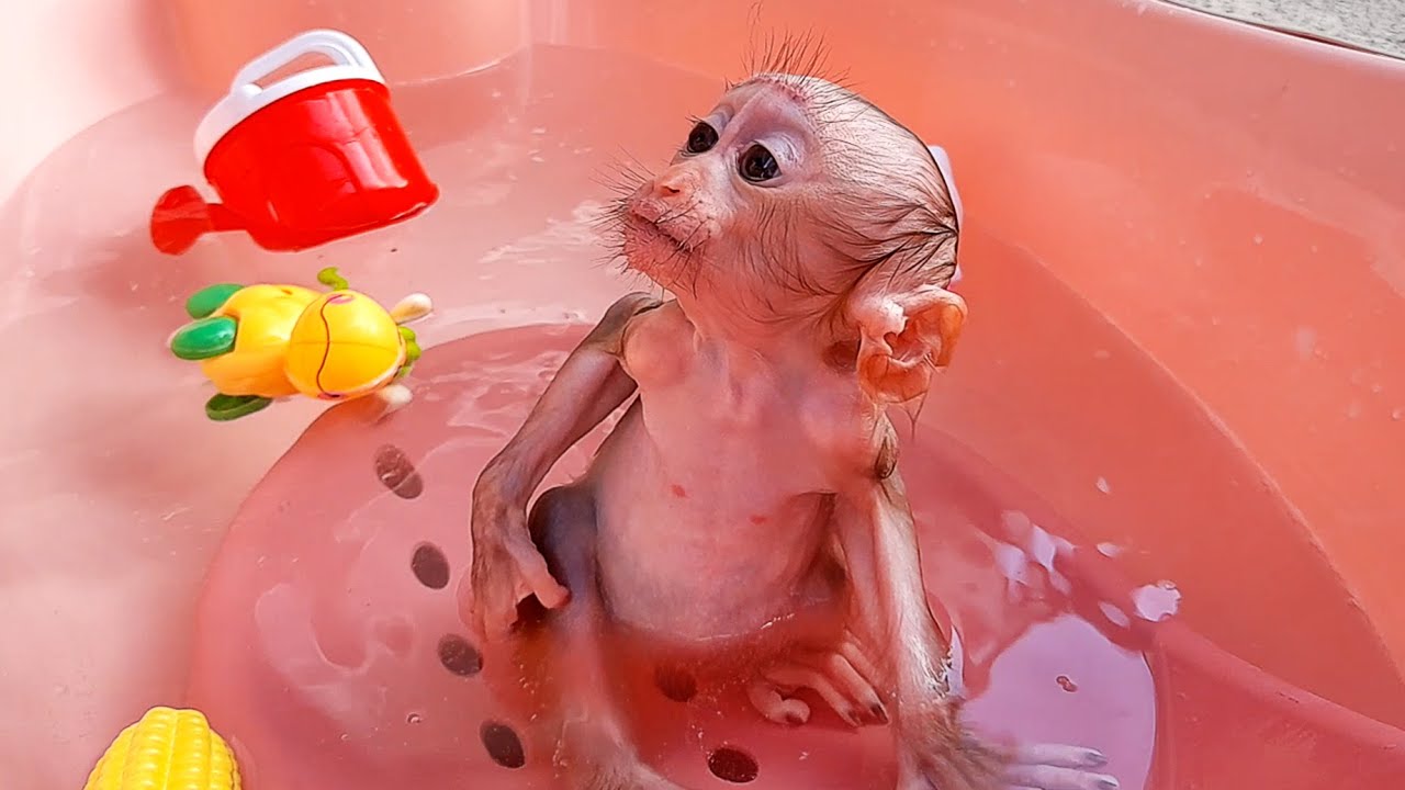 baby monkey Lyly bathes in the open air with toys!!