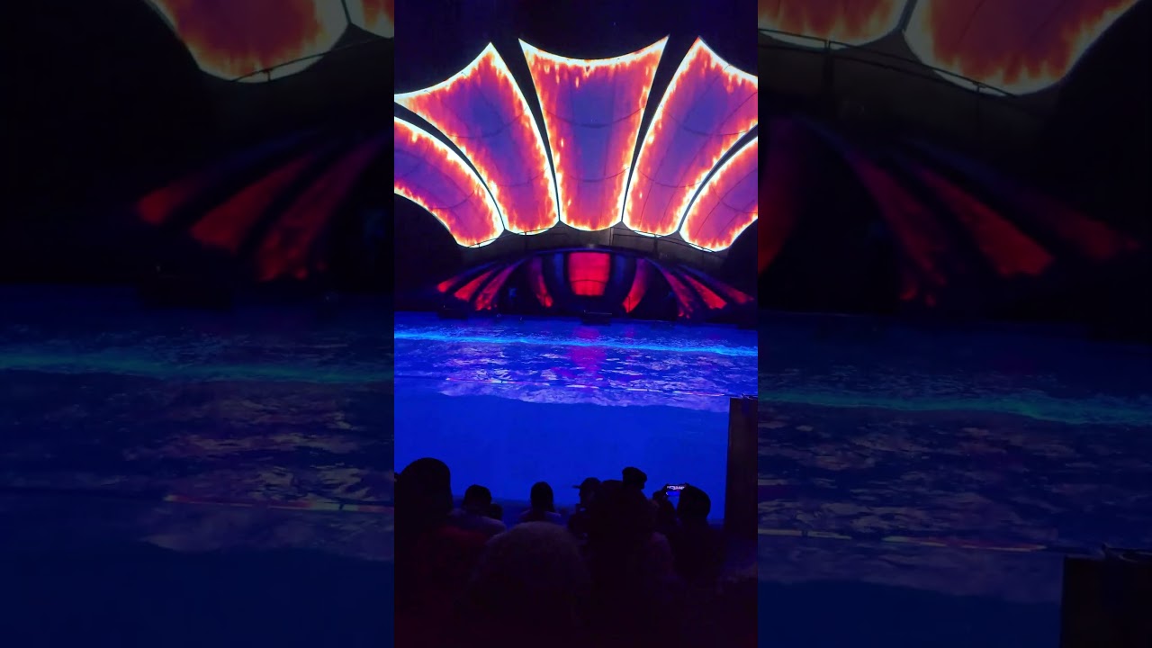 4K | Amazing Dolphin Presentation (J) Georgia Aquarium