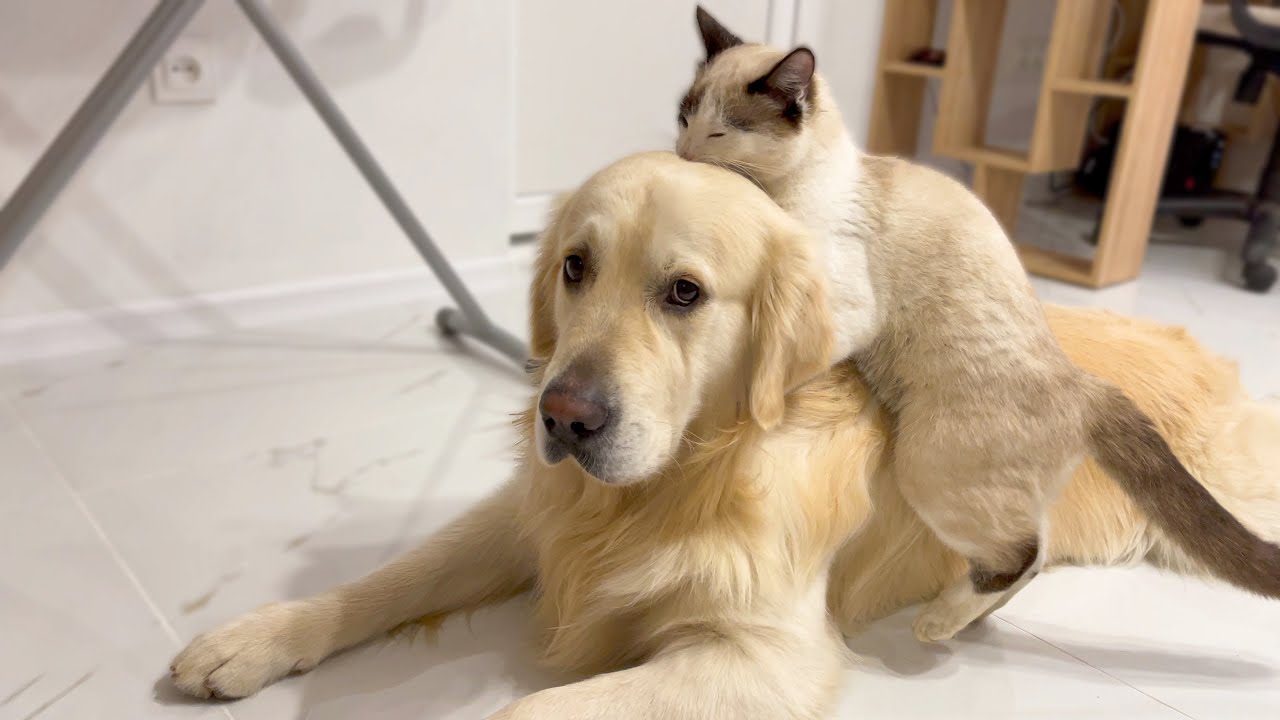 Funny Cat vs Cute Golden Retriever Dog