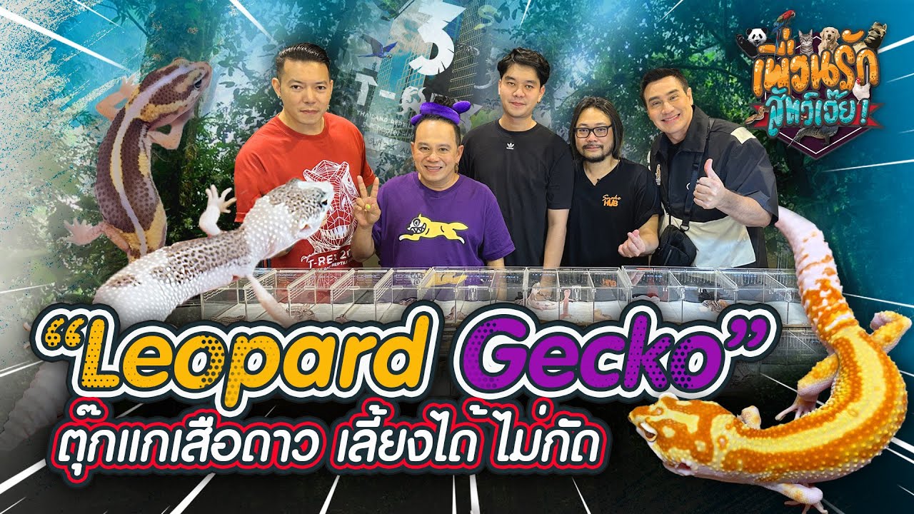 Leopard Gecko ตุ๊กแกเสือดาว เลี้ยงได้ไม่กัด I เพื่อนรักสัตว์เอ๊ย