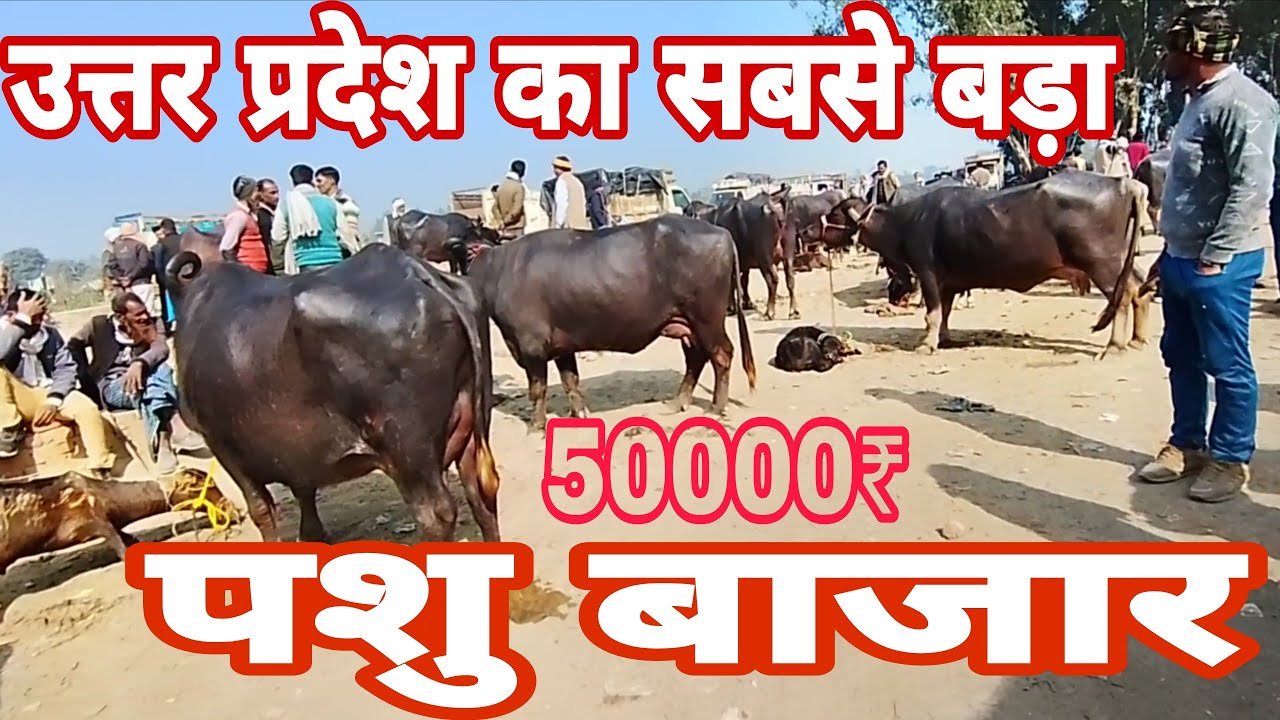 Update का सबसे बड़ा पशु मेला Devcara Bareilly 20लीटर दूध देने वाली भैंस Live update video 
