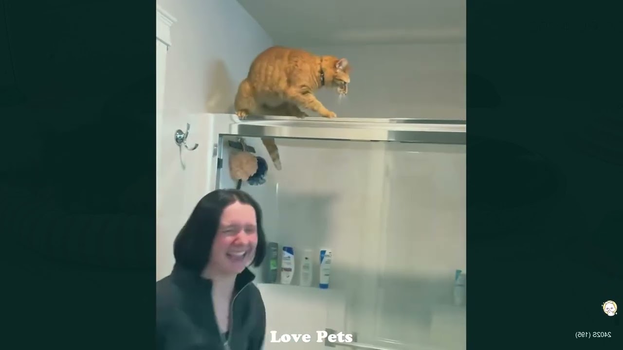 Funniest Cats and Dogs Clips 2026😽🐕Try Not To Laugh😄 Part 1