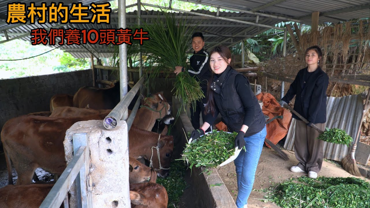 幫俊哥家收茶葉和去放10頭黃牛，他熱情得抓大鴨請我們吃。