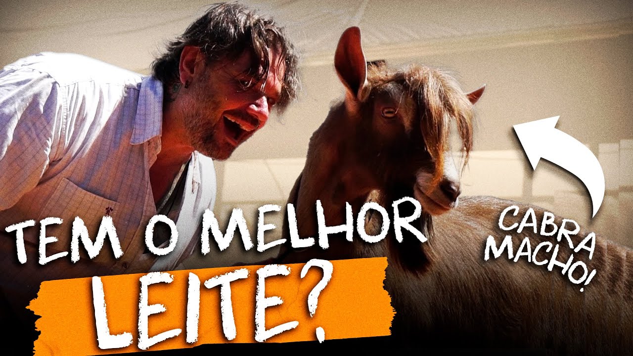 TOGGENBURG, A CABRA RESPONSÁVEL PELA QUALIDADE DO QUEIJO SUIÇO!