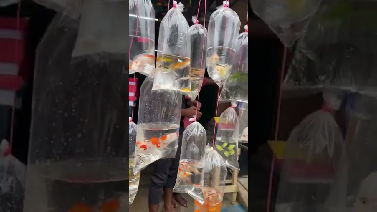 Kolathur fish market | Chennai