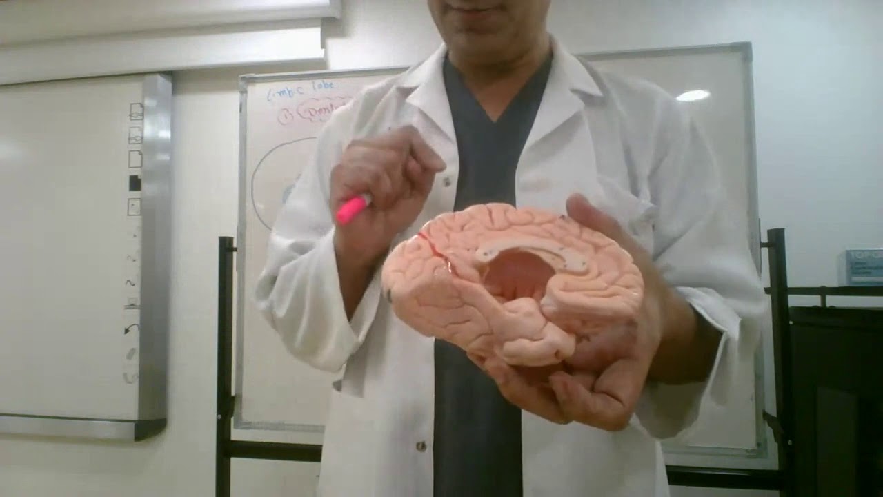 Limbic lobe (Lecture 21)