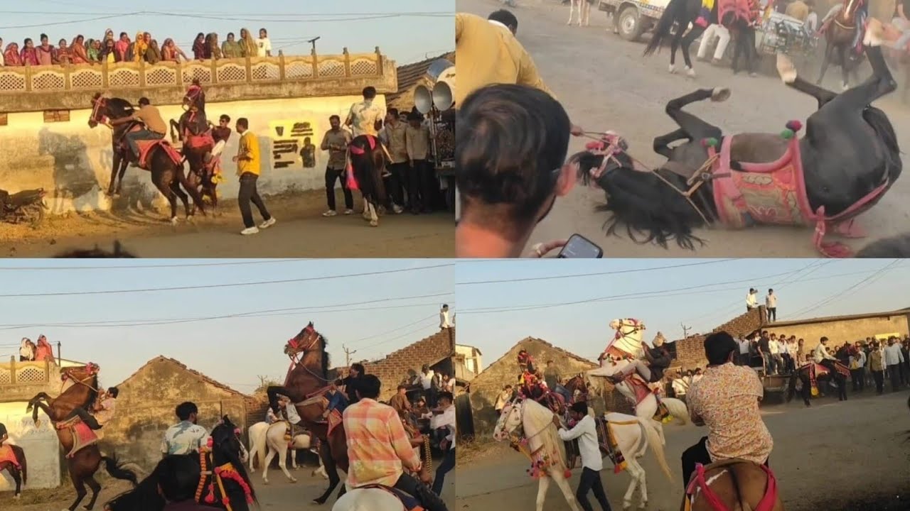 Hajani pipriya nu fuleku 💥|| kudva vara ghoda || ghoda || horse lovers|| kathiyavadi horse || horse🐎