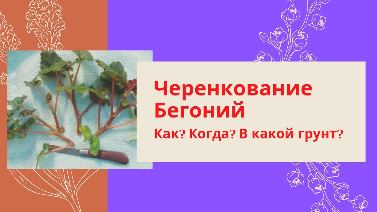 Черенкование Бегоний. Как? Когда? В какой грунт?