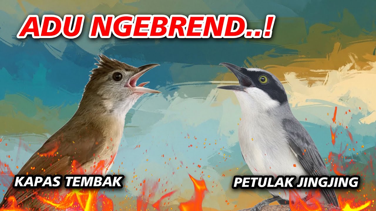 MASTERAN KASAR JUARA LOMBAHAN KAPAS TEMBAK VS PETULAK JINGJING