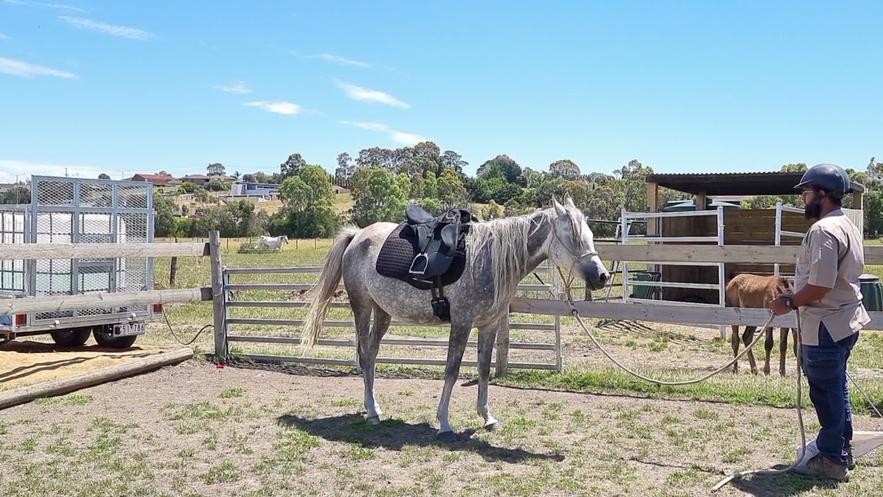 Horses can read YOUR mind!