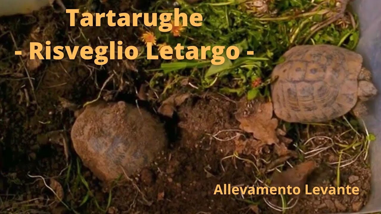 Tartarughe - risveglio letargo -