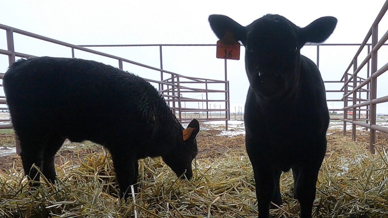 Now It's Bees & Bovines