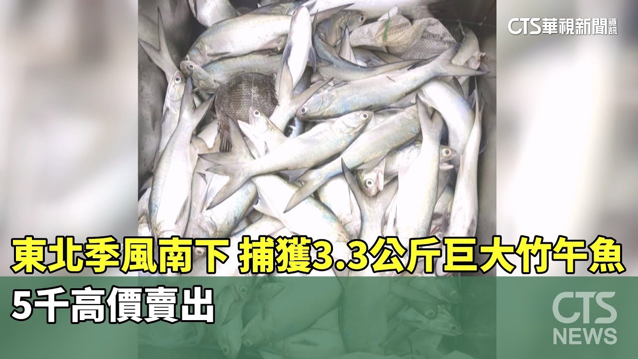 東北季風南下！　捕獲3.3公斤巨大竹午魚　5千高價賣出｜華視新聞 20251118 @CtsTw