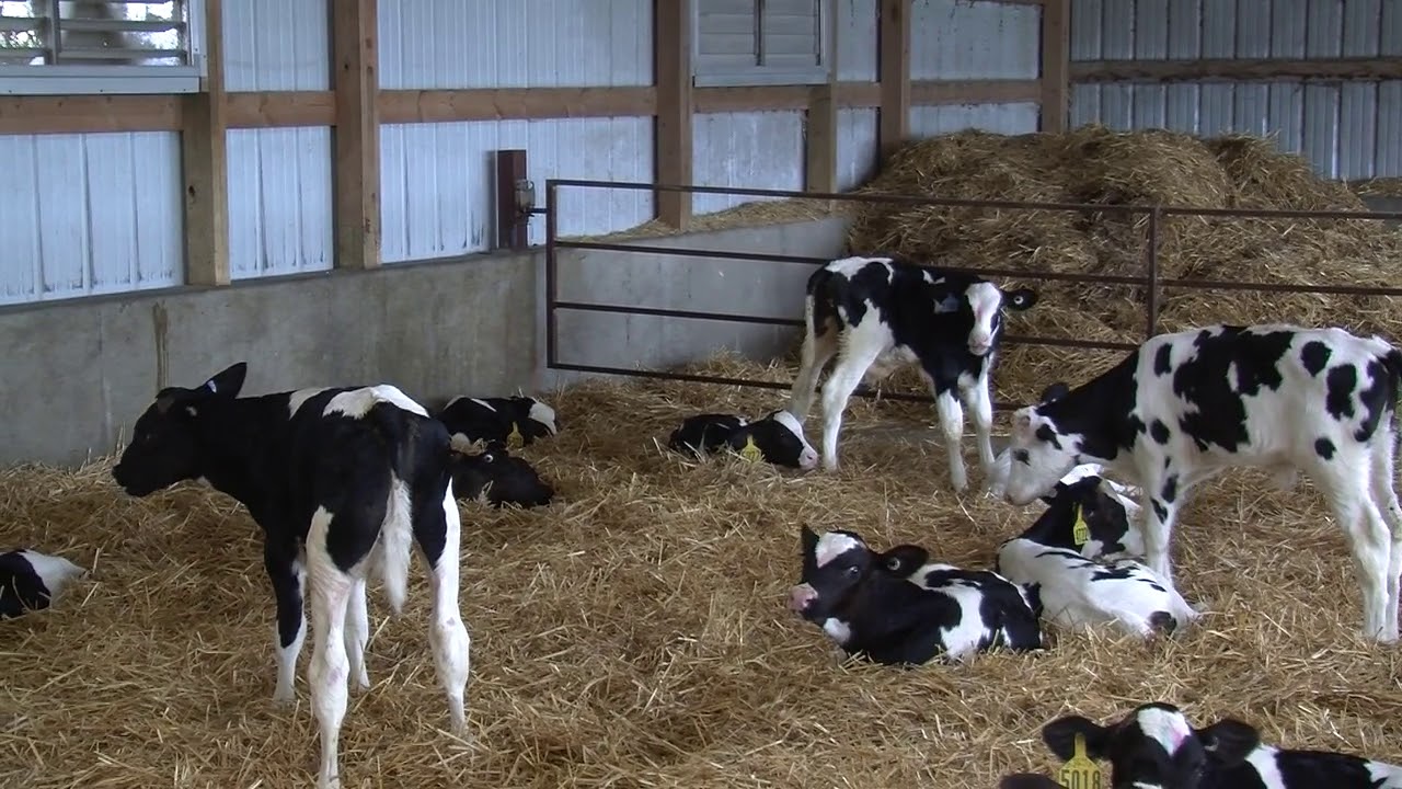 16-Automatic Calf Feeder Management