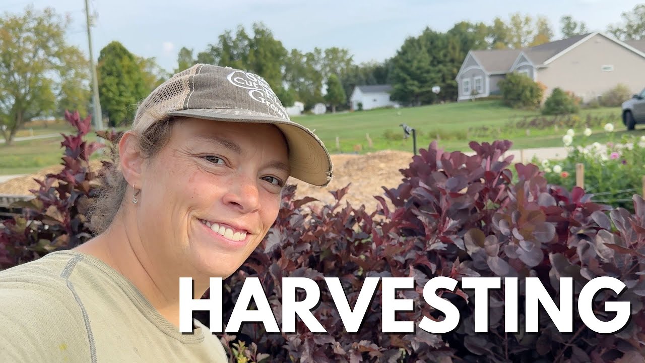Harvest Day on the Flower Farm: Ride Along as I Cut for Florist Sales