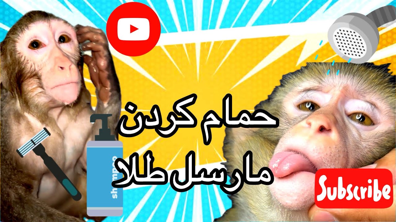 حمام کردن مارسل طلا یعنی عاشق خربازیاشم