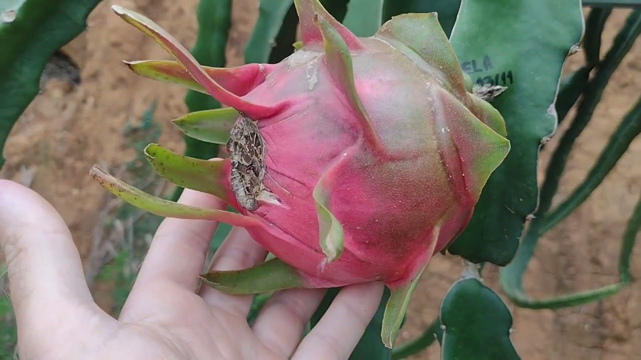 PITAYA CHAMALEON, FERTILIDADE E POLINIZAÇÃO CRUZADA.   #PITAHAYA   #DRAGON FRUIT