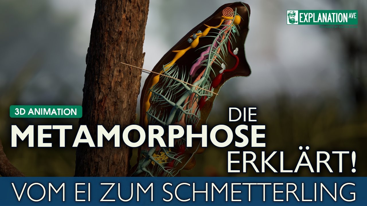 DIE METAMORPHOSE ERKLÄRT - 3D Animation - Vom Ei zum Schmetterling 🦋