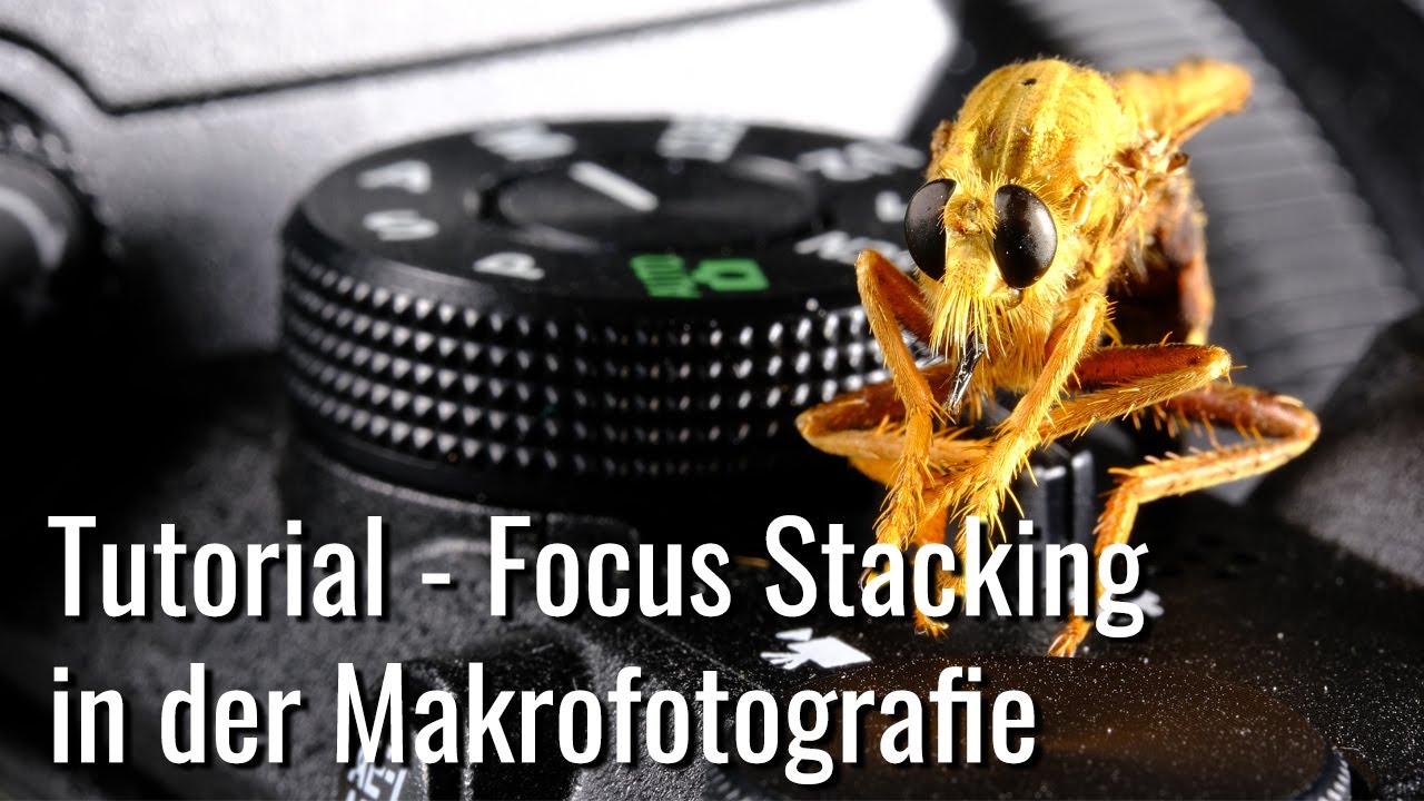 Focus Stacking in der Makrofotografie – knackscharf, so geht’s!