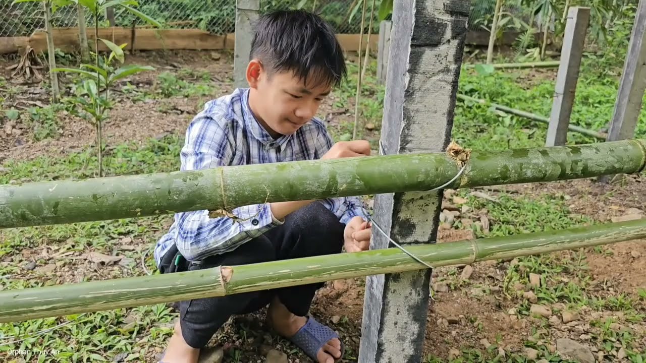 VIDEO FULL: Harvesting Lychee & Eggplant Goes to the market to sell - Daily Life