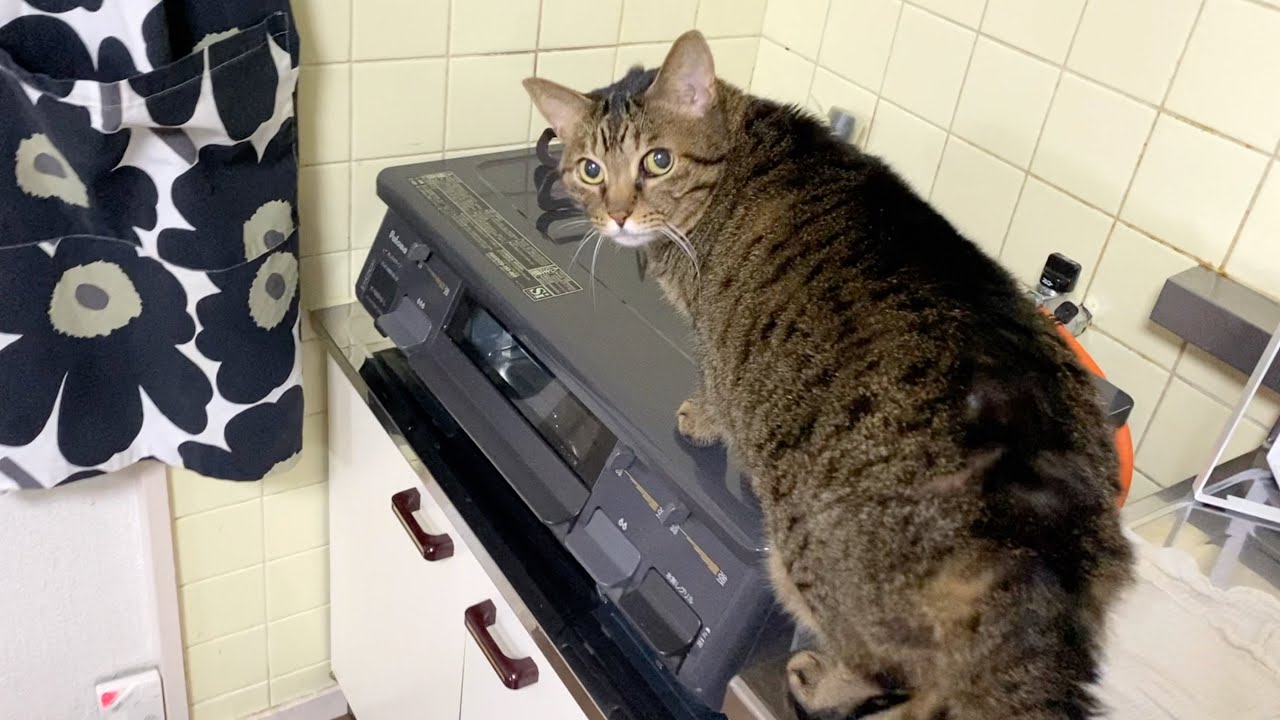 猫が台所に登ったので叩いてお仕置きしました...