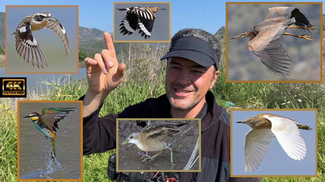Lesvos Birding PACKED finale. April 2025. Day 7. Little Crake, Purple Heron, Hoopoe, Squacco Heron.