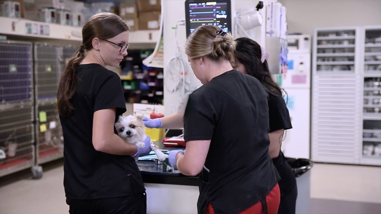 Iowa State University Hixson-Lied Small Animal Hospital