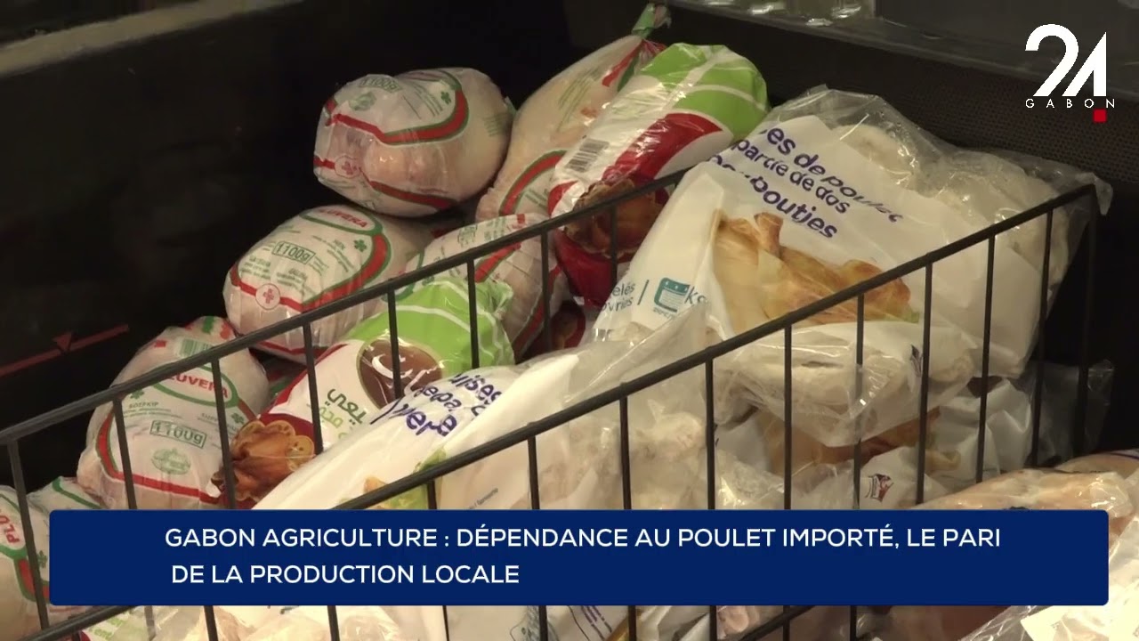 GABON AGRICULTURE : DÉPENDANCE AU POULET IMPORTÉ, LE PARI DE LA PRODUCTION LOCALE.