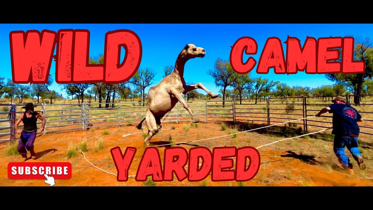 Wild camel yarded