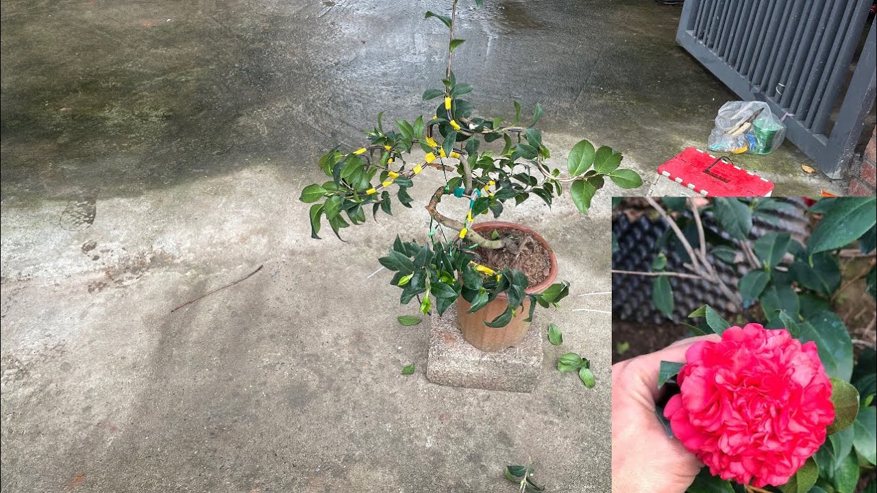 Hoa trà my: uốn dây đơn giản -ai cũng làm được 