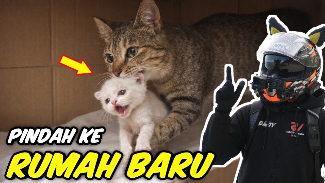 KUCING AKU MELAHIRKAN PINDAH KE RUMAH BARU